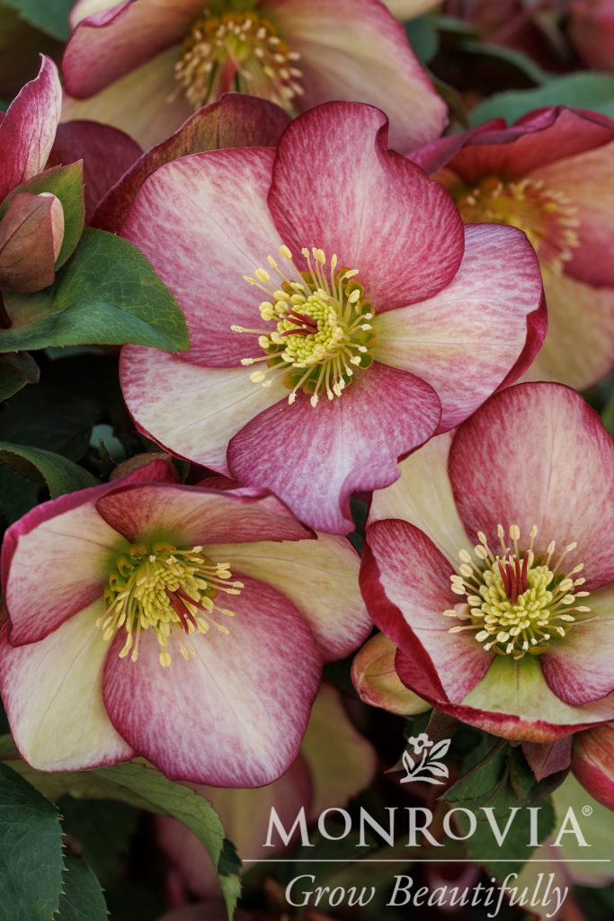 HELLEBORUS ASST. 1 GAL