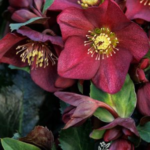HELLEBORUS PREMIUM 1 GAL