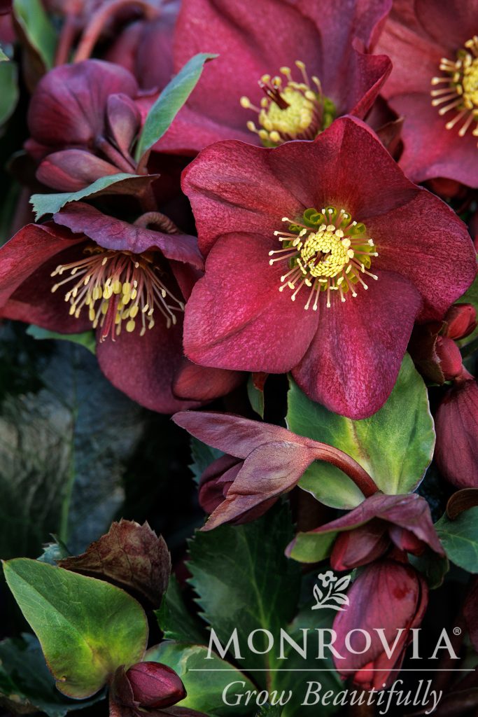 HELLEBORUS PREMIUM 1 GAL