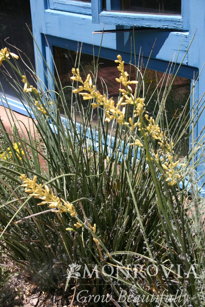 HESPERALOE 3 GAL