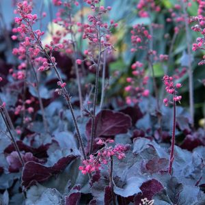 HEUCHERA BLACKOUT 1 GAL