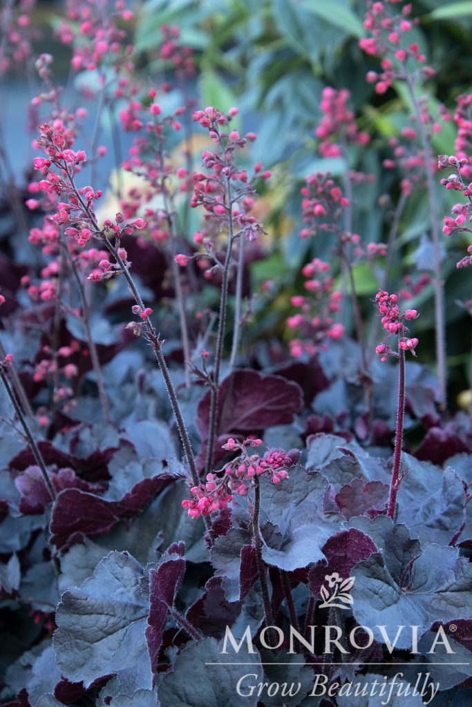HEUCHERA BLACKOUT 1 GAL