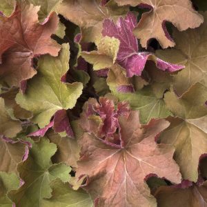 HEUCHERA CARAMEL 1 GAL