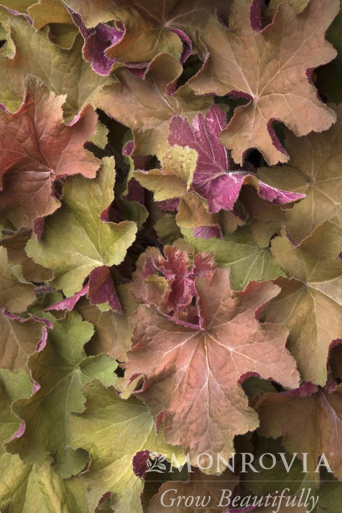 HEUCHERA CARAMEL 1 GAL