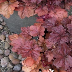 HEUCHERA FOREVER RED 1 GAL