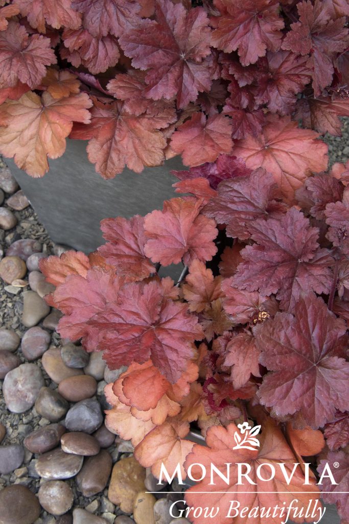 HEUCHERA FOREVER RED 1 GAL