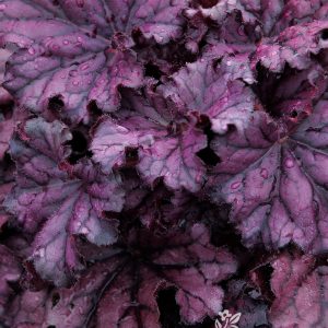 HEUCHERA PALACE PURPLE 1 GAL