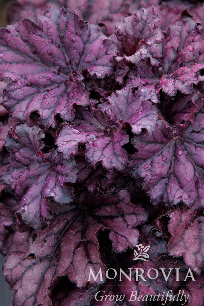 HEUCHERA PALACE PURPLE 1 GAL