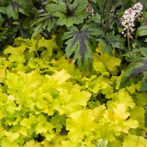 HEUCHERA TWIST OF LIME 1 GAL