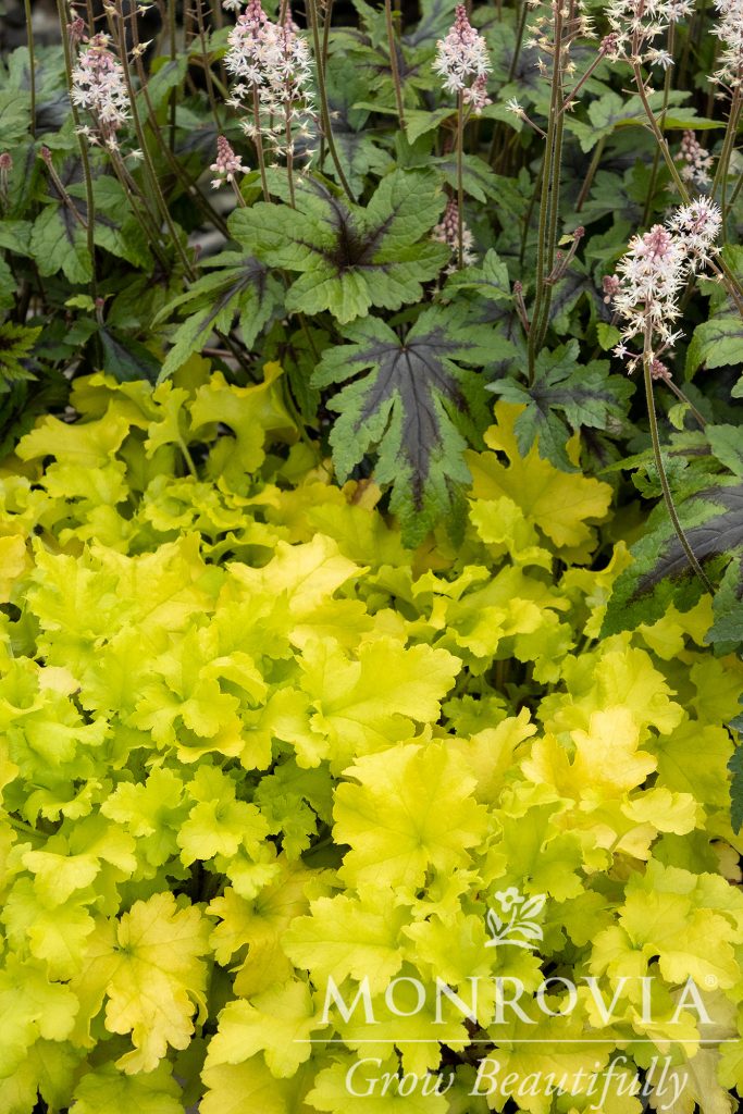 HEUCHERA TWIST OF LIME 1 GAL