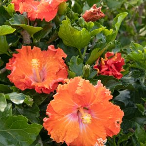 HIBISCUS ASSORTED 3 GAL STD