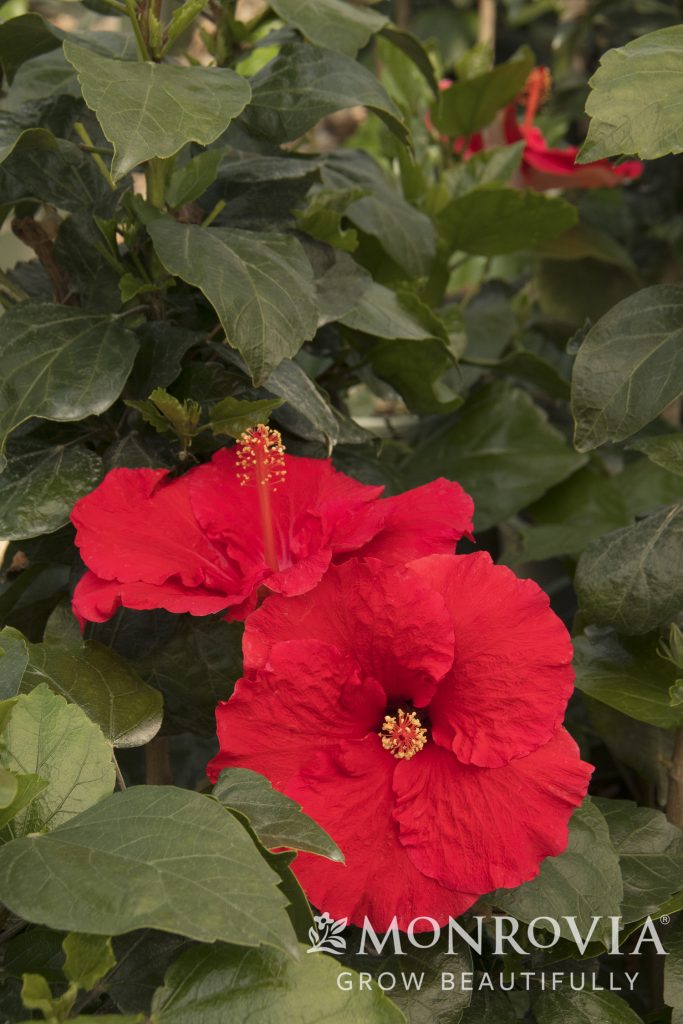 HIBISCUS RED HEART 3 GAL