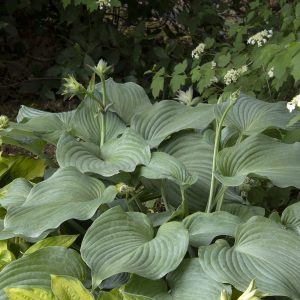 HOSTA BLUE ANGEL 1 GAL