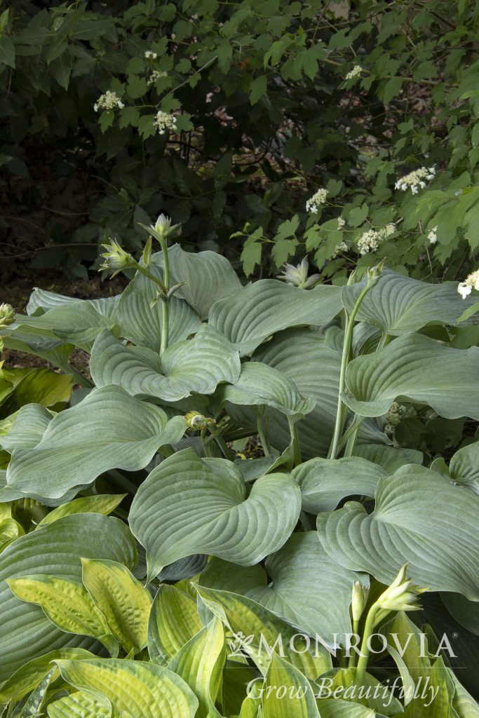 HOSTA BLUE ANGEL 1 GAL