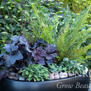 HOSTA BLUEBERRY MUFFIN 1 GAL