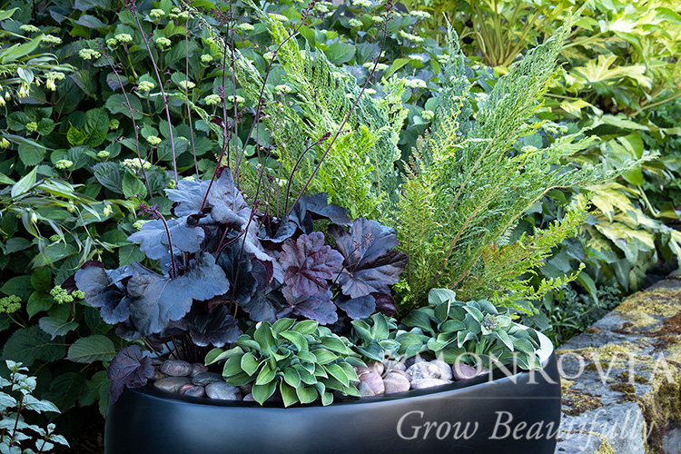 HOSTA BLUEBERRY MUFFIN 1 GAL