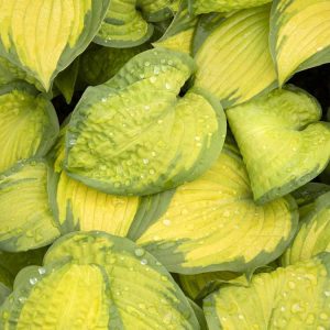HOSTA BROTHER STEFAN 1 GAL