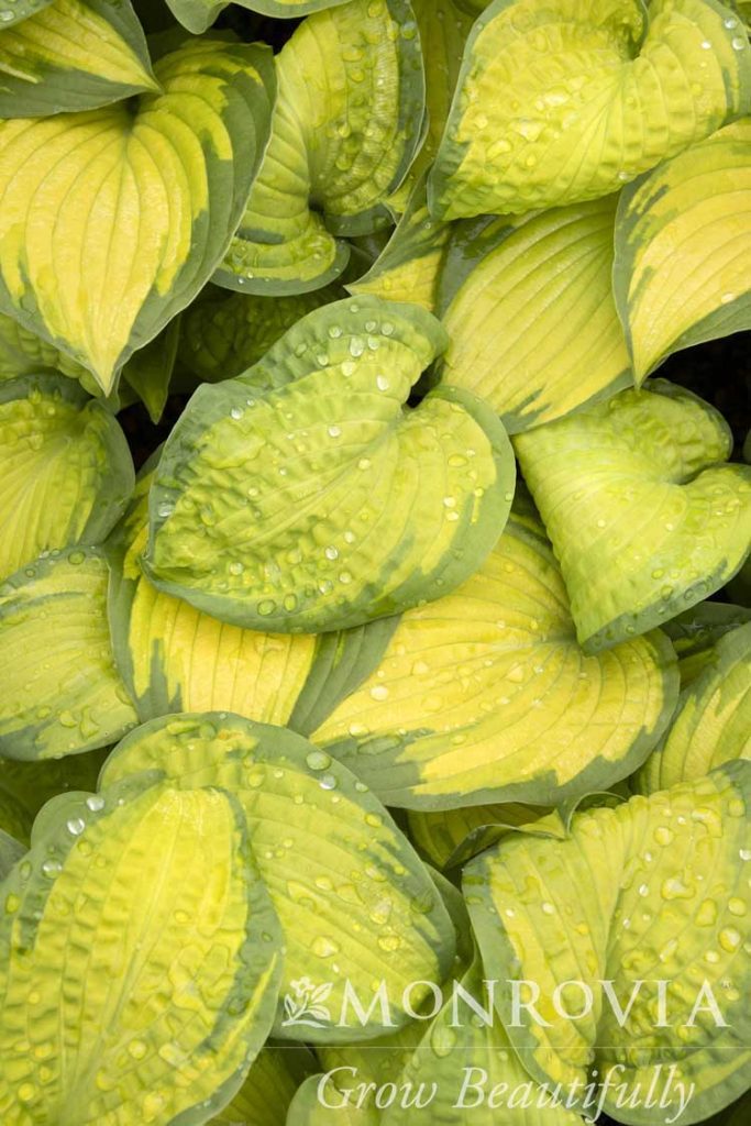 HOSTA BROTHER STEFAN 1 GAL