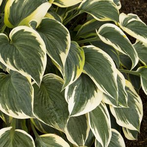 HOSTA FIRST FROST 1 GAL