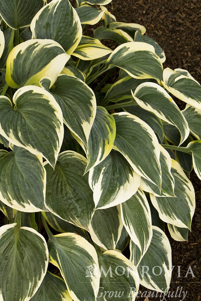HOSTA FIRST FROST 1 GAL