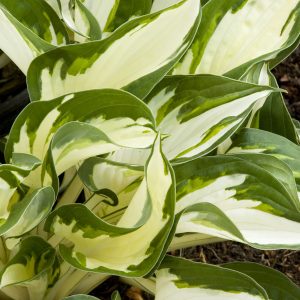 HOSTA FIRE & ICE 1 GAL