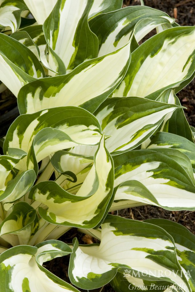 HOSTA FIRE & ICE 1 GAL
