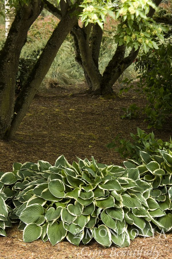 HOSTA FRANCEE 1 GAL