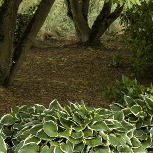 HOSTA FRANCES WILLIAMS 1 GAL