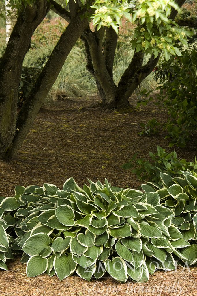 HOSTA FRANCES WILLIAMS 1 GAL