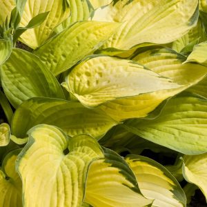HOSTA GOLD STANDARD 1 GAL