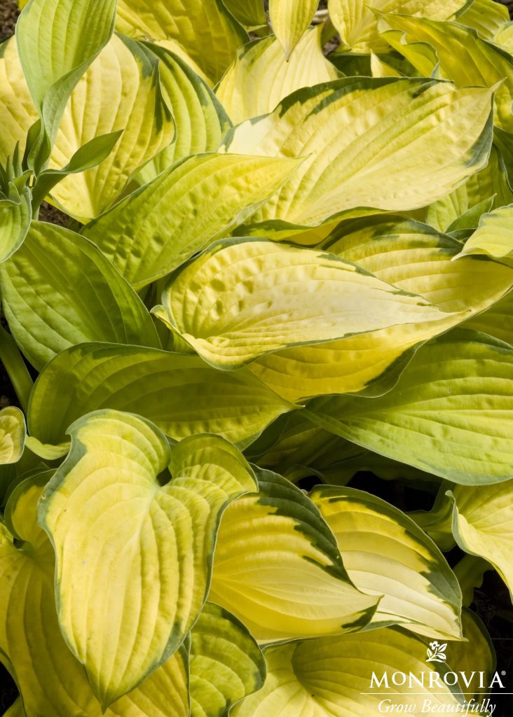 HOSTA GOLD STANDARD 1 GAL