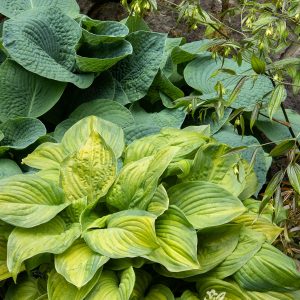 HOSTA GUACAMOLE 1 GAL