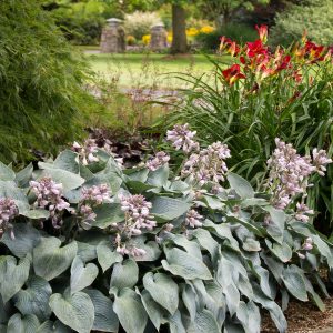 HOSTA HALCYON 1 GAL