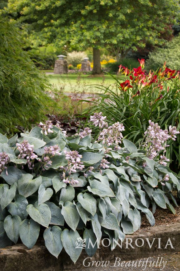 HOSTA HALCYON 1 GAL