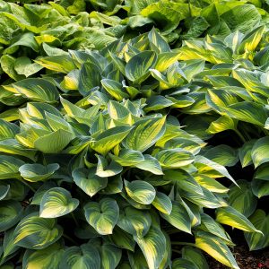 HOSTA JUNE 1 GAL