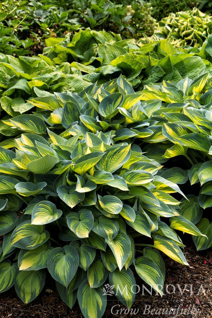 HOSTA JUNE 1 GAL