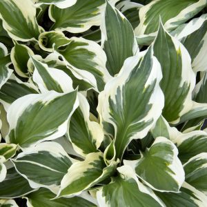 HOSTA MINUTEMAN 1 GAL