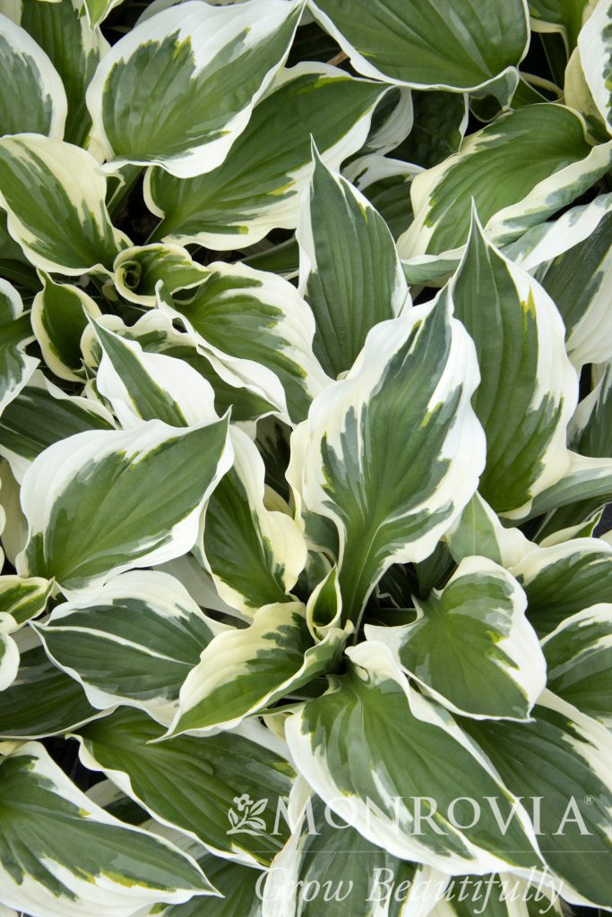 HOSTA MINUTEMAN 1 GAL