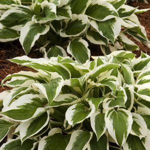 HOSTA PATRIOT 1 GAL