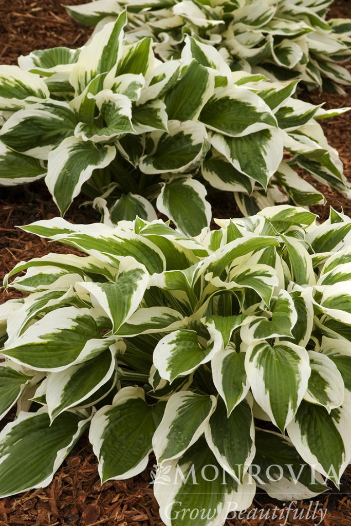 HOSTA PATRIOT 1 GAL