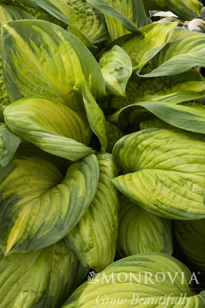 HOSTA STAINED GLASS 1 GAL