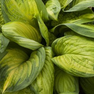 HOSTA STAINED GLASS 3 GAL