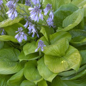 HOSTA SUM AND SUBSTANCE 1 GAL
