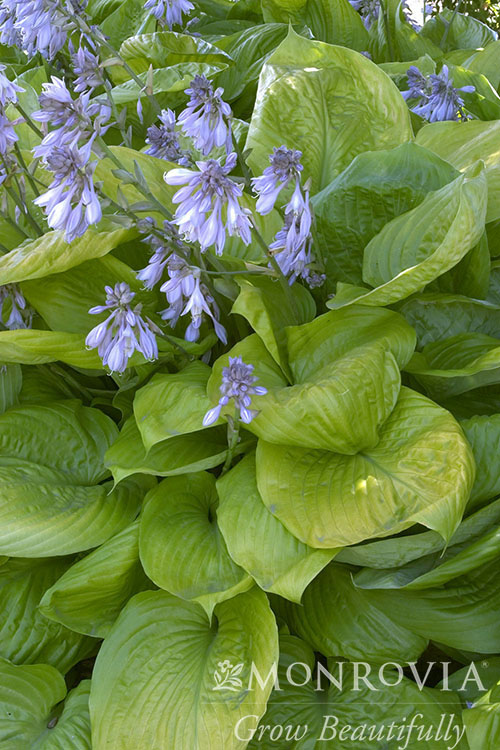 HOSTA SUM AND SUBSTANCE 1 GAL