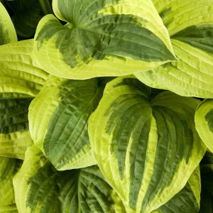 HOSTA WIDE BRIM 1 GAL