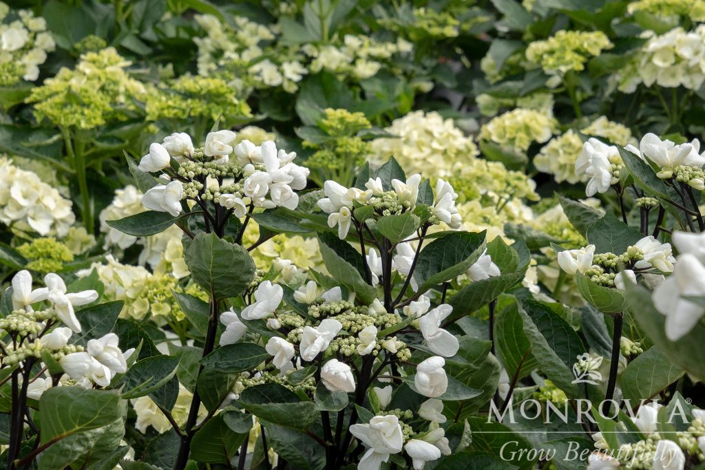 HYDRANGEA GLACIER BAY 2 GAL