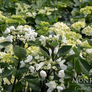 HYDRANGEA GLACIER BAY 2 GAL