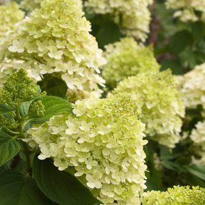 HYDRANGEA LIMELIGHT 3 GAL