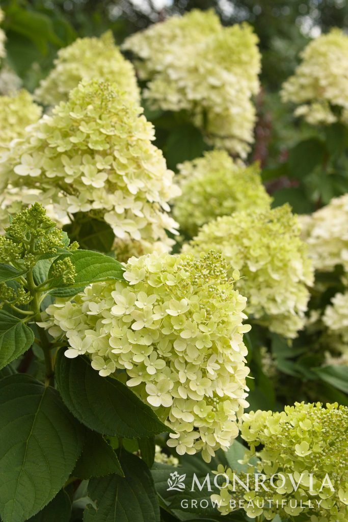 HYDRANGEA LIMELIGHT PRIME 3 GAL