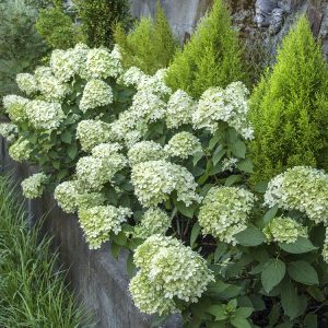 HYDRANGEA LITTLE LIME 3 GAL